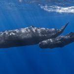 کشف محققان با کمک هوش مصنوعی: زبان نهنگ عنبر احتمالاً همانند انسان «الفبایی» است